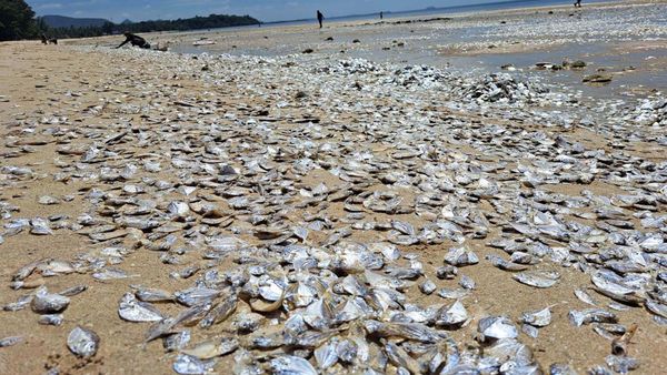 Ribuan Ikan Mati Berserakan di Pantai Thailand