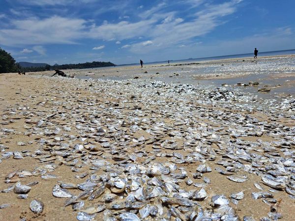 Ribuan Ikan Mati Berserakan di Pantai Thailand