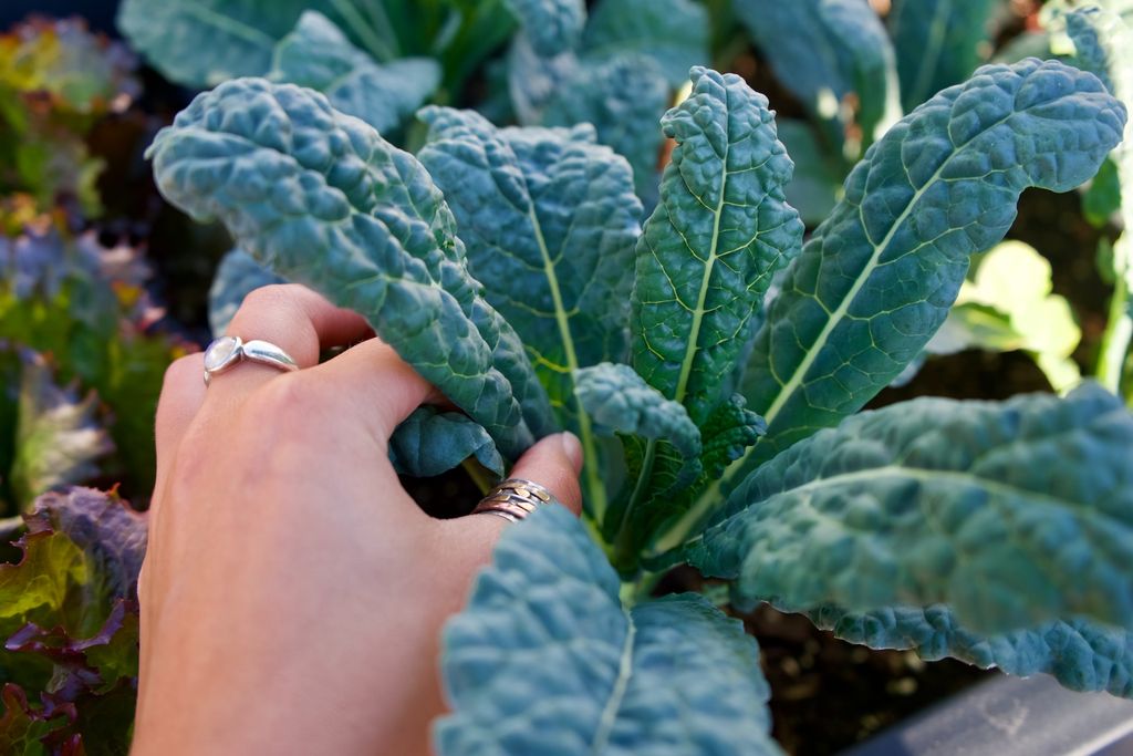Dikenal Kaya Antioksidan, Kale Bisa Jadi Superfood untuk Atasi Berbagai Masalah Kesehatan, Apa Saja?/Foto: Unsplash/cleo stracuzza
