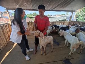 Hewan Kurban di Denpasar Bakal Diperiksa Kesehatan 6 Kali Jelang Idul Adha