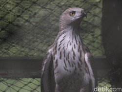 Asal-usul Elang Penghuni PKEK, Ada yang Berasal dari Luar negeri