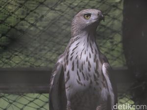 Asal-usul Elang Penghuni PKEK, Ada yang Berasal dari Luar negeri Asal-usul Elang Penghuni PKEK, Ada yang Berasal dari Luar negeri