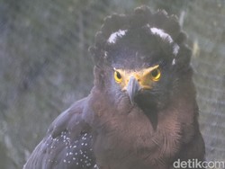 Perhatian! Jual-Beli Hingga Buru Elang Bisa Dipenjara