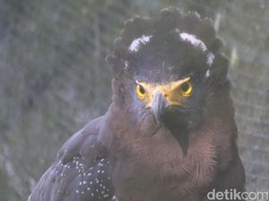 Perhatian! Jual-Beli Hingga Buru Elang Bisa Dipenjara Perhatian! Jual-Beli Hingga Buru Elang Bisa Dipenjara