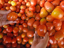 Petani di NTB Ramai-ramai Tanam Tomat, Kini Harganya Anjlok