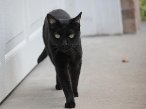Kucing Hitam-Merpati Putih, Kenapa Muncul Mitos karena Warna Hewan yang Tak Lazim? Kucing Hitam-Merpati Putih, Kenapa Muncul Mitos karena Warna Hewan yang Tak Lazim?