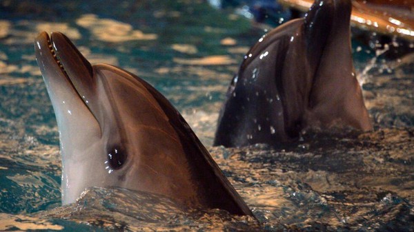 Ilustrasi lumba-lumba The Soviet Union previously used dolphins in the military © Vyacheslav Oseledko / AFP/File
