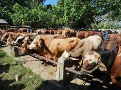 Nggak Ribet Keluar Rumah, Ini Opsi Kurban Online yang Praktis & Aman