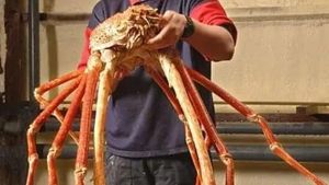Foto-foto Menakjubkan Kepiting Terbesar di Dunia