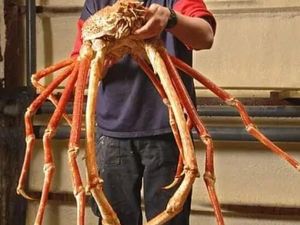 Foto-foto Menakjubkan Kepiting Terbesar di Dunia