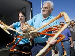 Perkenalkan Ini Kepiting Laba-laba, Bisa Dimakan Nggak Ya?
