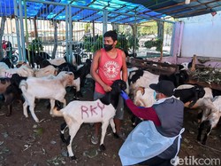 Cek Kesehatan Hewan Kurban, Pemkab Banyuwangi Beri Sertifikat Veteriner
