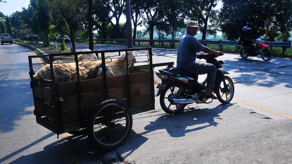 Ojek Kambing Laris Manis Menjelang Idul Adha