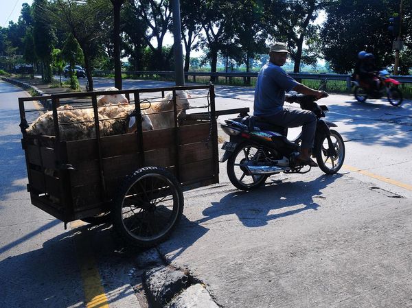 Ojek Kambing Laris Manis Menjelang Idul Adha