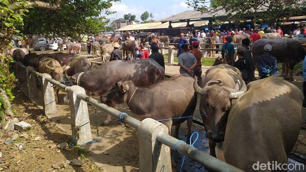 Pasar Hewan Muntilan, Kabupaten Magelang, Jumat (23/6/2023).