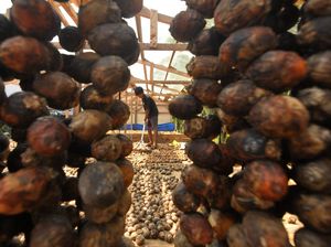 Mantap, Permintaan Ekspor Buah Pinang Meningkat