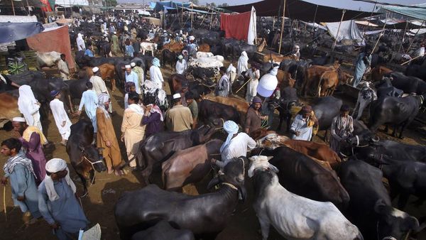 Potret Pasar Hewan di Pakistan yang Selalu Padat Jelang Idul Adha