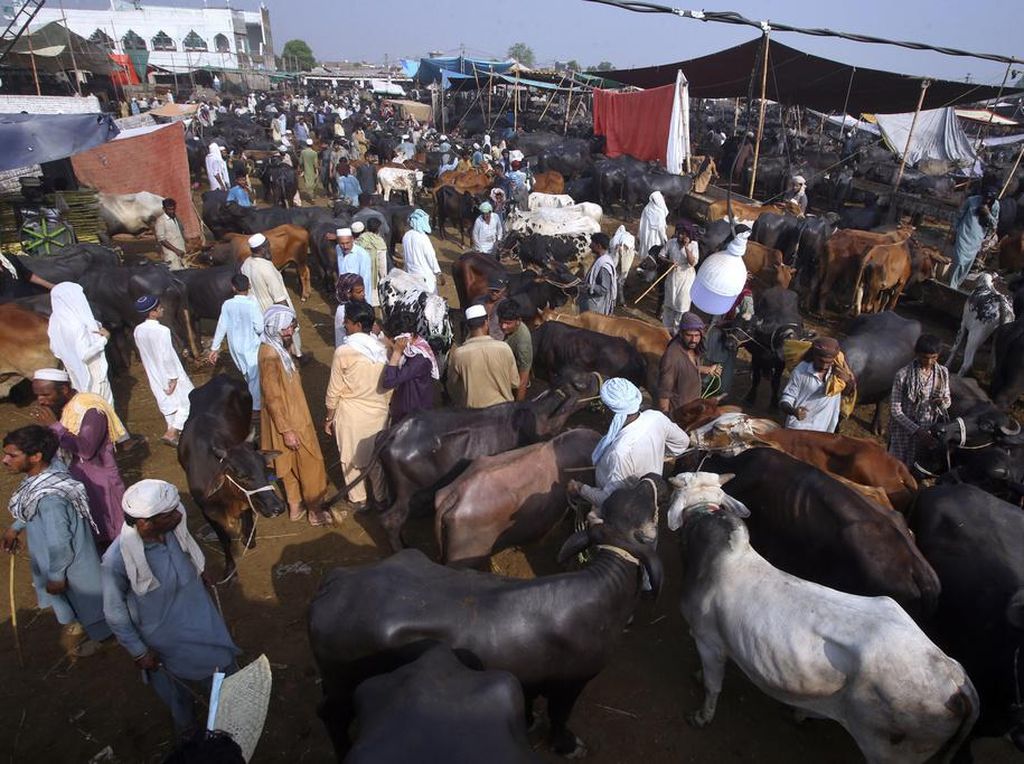 Potret Pasar Hewan di Pakistan yang Selalu Padat Jelang Idul Adha Potret Pasar Hewan di Pakistan yang Selalu Padat Jelang Idul Adha