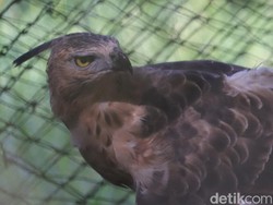 Mengunjungi Tempat Elang-elang Cacat Karena Manusia di Bandung