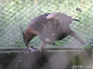 Sengsaranya Elang Akibat Ulah Manusia Sengsaranya Elang Akibat Ulah Manusia
