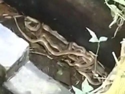 Jegagik! Bersih-bersih Masjid Jelang Kurban, Warga Bantul Nemu 9 Ular Picung