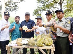 Aceh Jadi Surga Durian Unggul dan Lokal, Mau Coba?