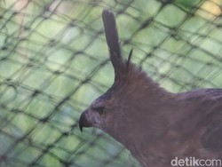 Elang Jawa Si Burung Garuda yang Kian Langka di Alam Liar