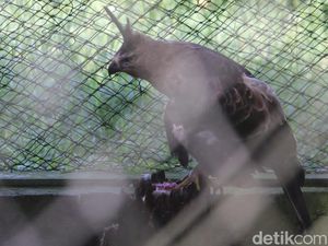Hulu DAS Citarum Jadi Tempat Favorit Elang Hulu DAS Citarum Jadi Tempat Favorit Elang