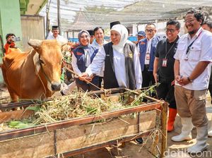 Gubernur Khofifah Minta Penyembelihan Hewan Kurban Berprinsip Animal Welfare