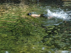 Percaya Nggak? Ada Mata Air Sejernih Ini di Bandung