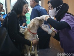 Catat! Begini Cara Penanganan Jika Digigit Hewan Pembawa Rabies