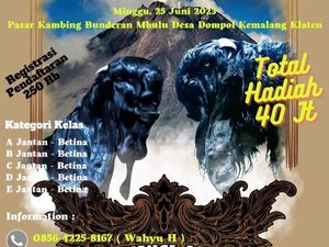 Ada Kontes Kambing Kaligesing Regional Jawa di Dompol Klaten Besok! Ada Kontes Kambing Kaligesing Regional Jawa di Dompol Klaten Besok!