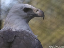 Melihat Lebih Dekat Pusat Konservasi Elang Kamojang