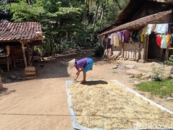 Tahukah Kamu, Warga Desa Ini Pantang Menanam Pisang