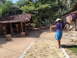 Cerita di Balik Pantangan Warga Nosari Wonogiri Menanam Pisang