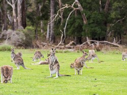 3 Destinasi Alam di Victoria Wajib Dijelajahi Para Petualang Sejati