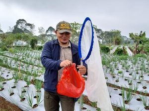 Kementan Inventarisasi Musuh Alami pada Tanaman Cabai hingga Kentang