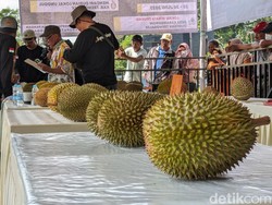Mencari Varietas Unggul di Kontes Durian Trenggalek