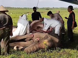 Gajah Susah Gemuk Berusia 45 Tahun di Way Kambas Lampung Mati Gajah Susah Gemuk Berusia 45 Tahun di Way Kambas Lampung Mati