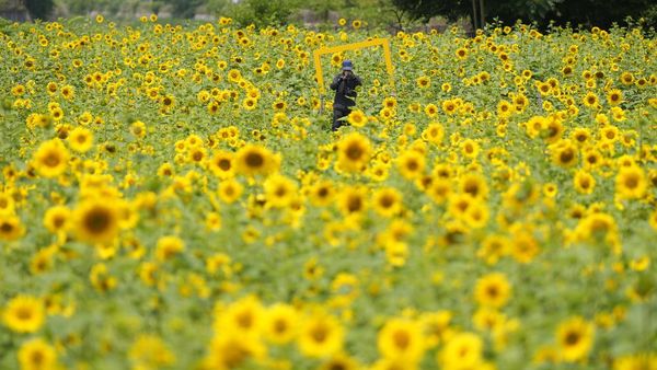 Indahnya Hamparan Bunga Matahari yang Bermekaran di Paju Korsel