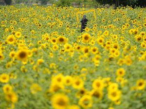 Indahnya Hamparan Bunga Matahari yang Bermekaran di Paju Korsel Indahnya Hamparan Bunga Matahari yang Bermekaran di Paju Korsel