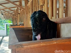 Tetangga Bikin Kandang Ternak Picu Bau dan Berisik Bisa Digugat?