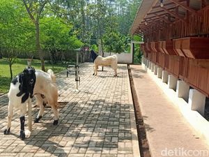 Ada Taman-Gazebo, Kandang Kambing di Banjarnegara Ini Bak Kompleks Vila Ada Taman-Gazebo, Kandang Kambing di Banjarnegara Ini Bak Kompleks Vila