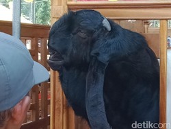Cerita dari Kontes Kambing, Hasil Ternak Etawa Bisa Beli Tanah 2,3 Hektare