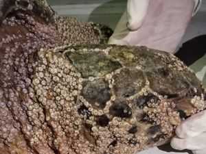 Tubuh Penuh Jamur, Penyu Hijau Temuan Warga Jembrana Akhirnya Mati