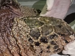 Tubuh Penuh Jamur, Penyu Hijau Temuan Warga Jembrana Akhirnya Mati