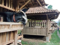 Cerita Peternak Kulon Progo Suplai Ribuan Hewan Kurban Order Muslim Singapura