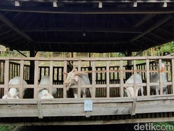 Sejarah dan Asal-usul Penyembelihan Kurban di Hari Raya Idul Adha