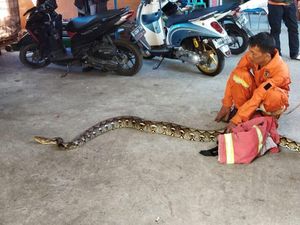 Ular Sanca Mejeng di Pohon Gegerkan Cimahi Ular Sanca Mejeng di Pohon Gegerkan Cimahi
