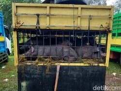 Sengkarut Kasus Virus ASF di Torut: 198 Babi Ditahan-Satgas Diancam Preman